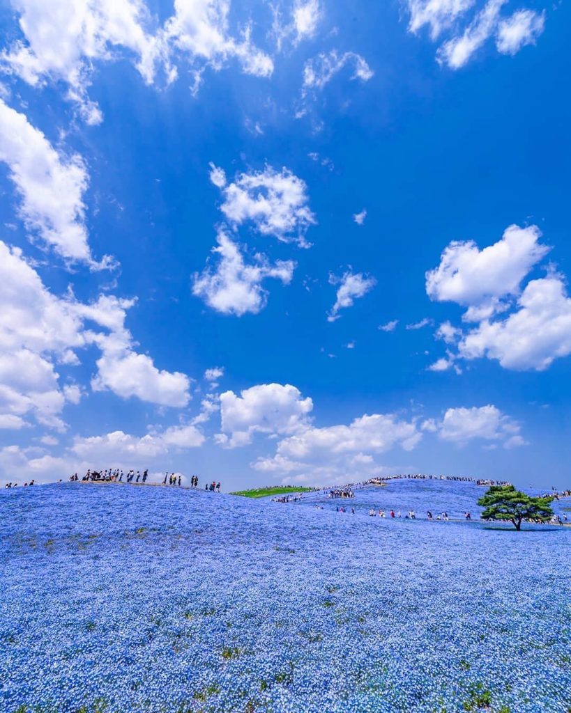 Interrupting our recent pink feed with some blue! The nemophila at Hitachi Seasi...
