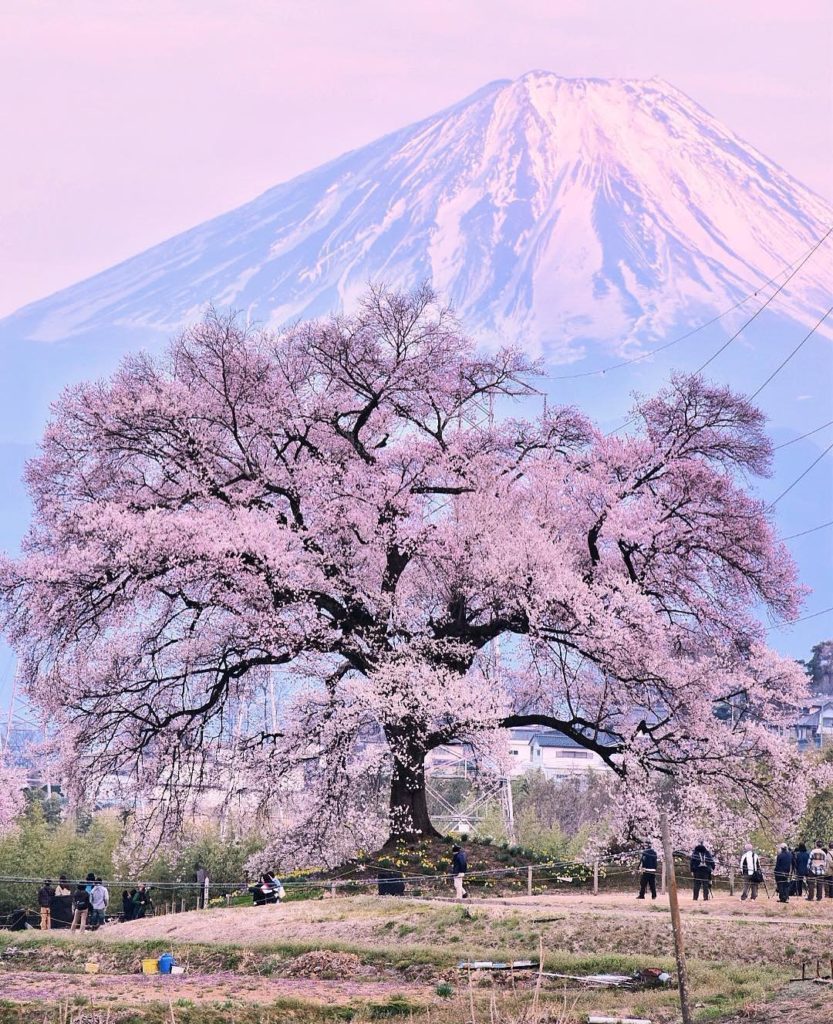 Japan Travel: The Jindaizakura tree in Hokuto City, Yamanashi is one of Japan’s three great ch… The Jindaizakura tree in Hokuto City, Yamanashi is one of Japan's three great ch...