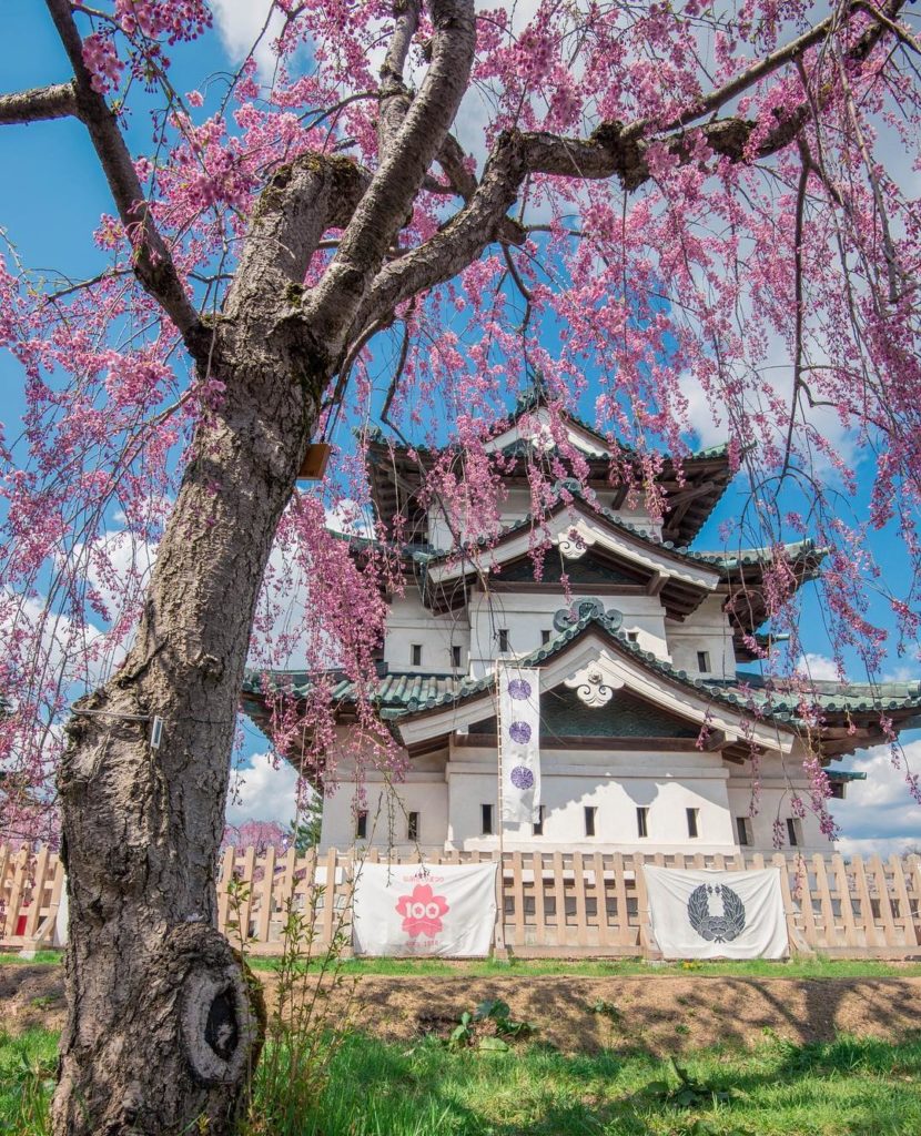 If you still wish to catch the cherry blossoms, head to Hirosaki Castle in Aomor...