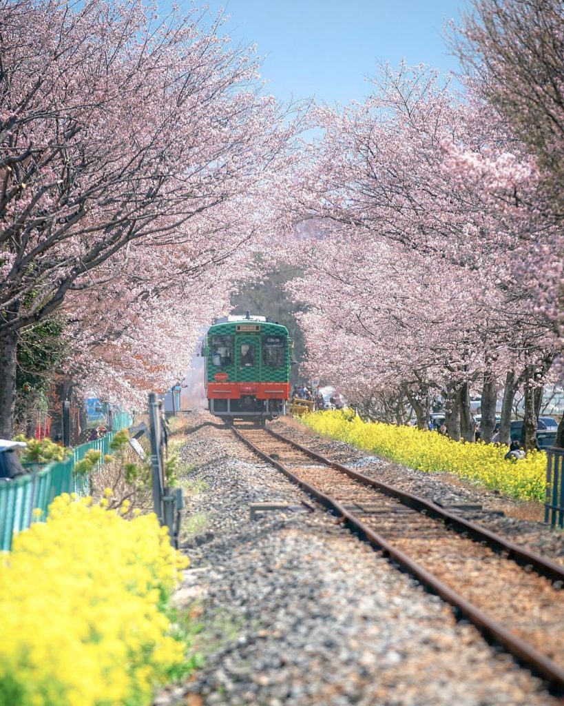 Moka in Tochigi Prefecture is one of the lesser-known sakura spots, with a cherr...