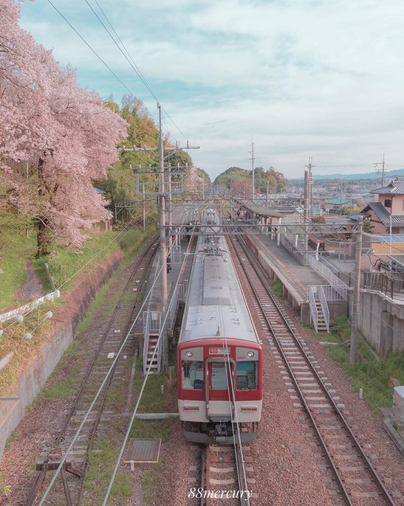 See you next year sakura ! We bid farewell to this year's cherry blossoms, but i...