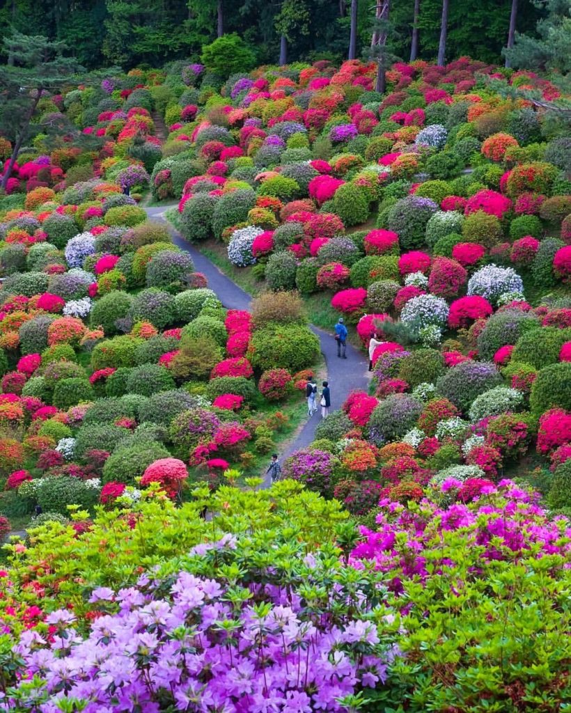 All hail the azaleas!  These beauties were spotted by @nn_pepo_nn at Shiofune Ka...