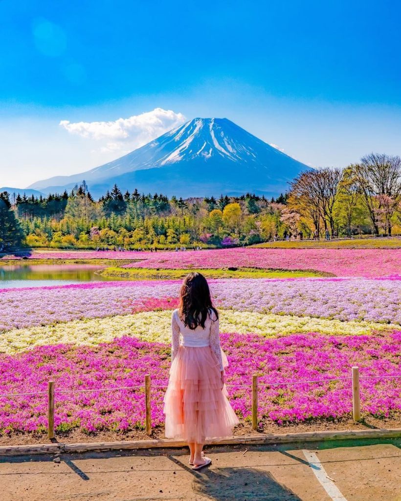 Breathtaking views?  Amazing flowers?  The Fuji Shibazakura Festival gets an 11 ...