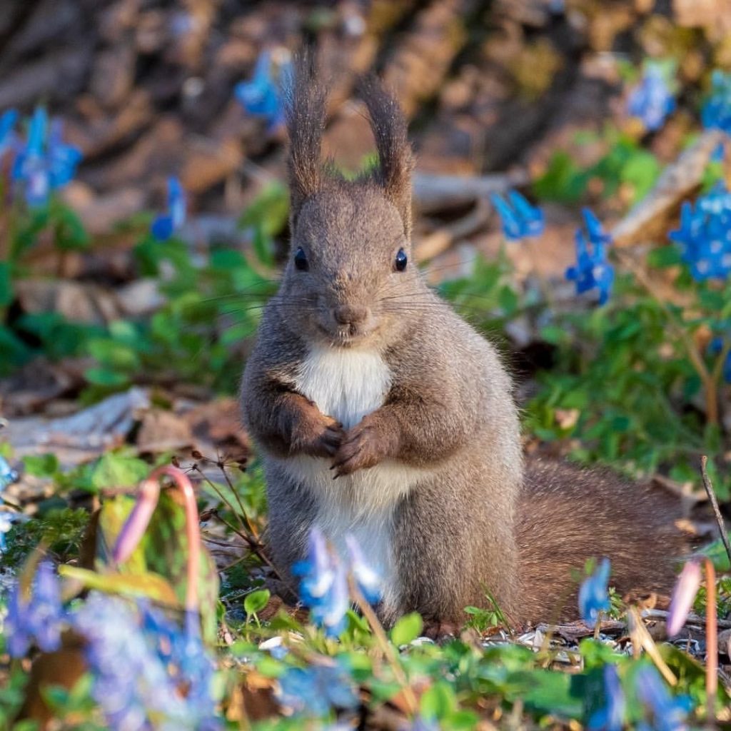 Hey there, little fella!  Spring has well and truly sprung in Hokkaido, with bea...