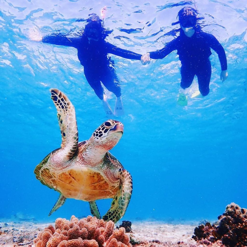 Japan Travel: Oh hi, guys! @aiumi0926 snapped this shot in the waters off the coast of Miyako… Oh hi, guys! @aiumi0926 snapped this shot in the waters off the coast of Miyako...