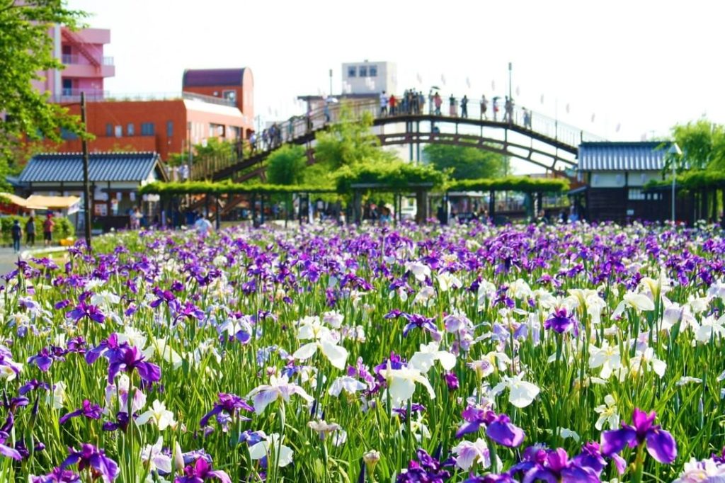 Visit Japan: Don’t miss the Suigo Itako Iris Festival in June, when you can see thousands of … Don't miss the Suigo Itako Iris Festival in June, when you can see thousands of ...