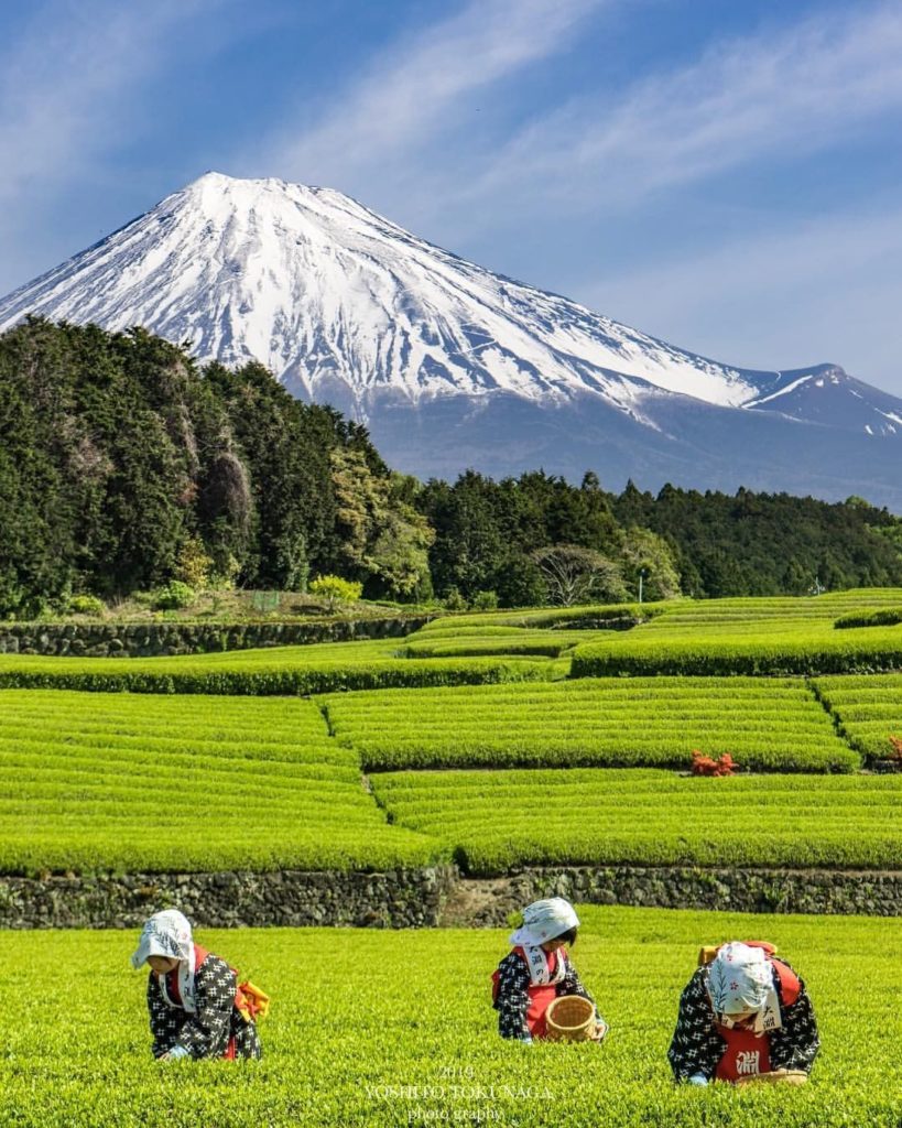 After a tea-rrific view? All puns aside, many of Shizuoka's scenic tea fields sh...
