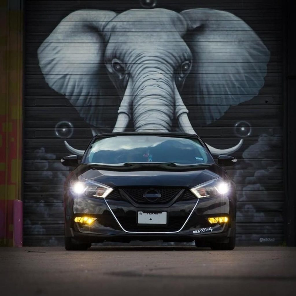 Leader of the herd. #NissanMaxima #Nissan #Maxima : @zero260_photography : @midn...