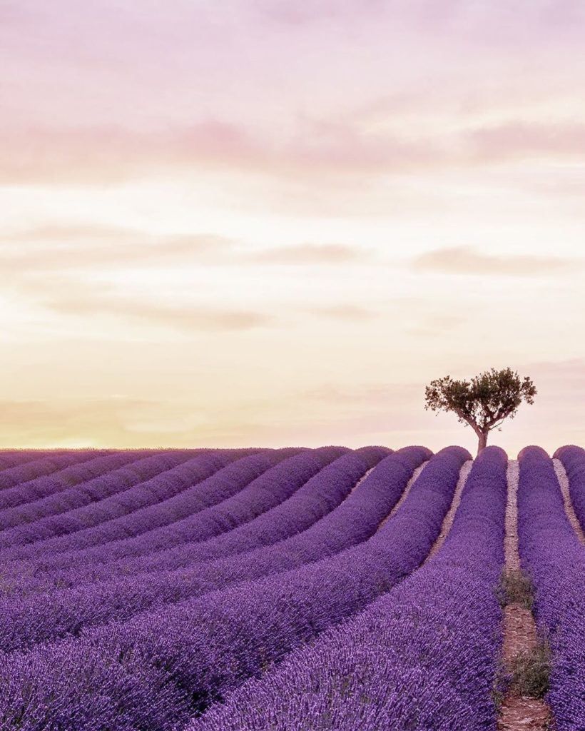 .
The immensely instagrammable lavender fields of Plateau de Valensole are a mus...