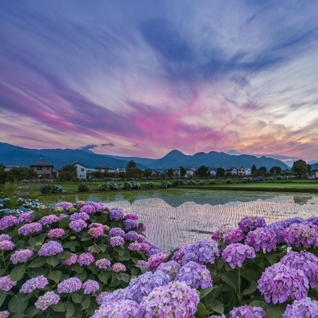 Visiting Japan in June? Experience the pastel magic of hydrangea season!
・
Follo...