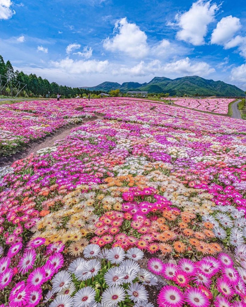 Japan Travel: Pretty in pink…and orange, and yellow, and white! These colorful fields were c… Pretty in pink...and orange, and yellow, and white! These colorful fields were c...