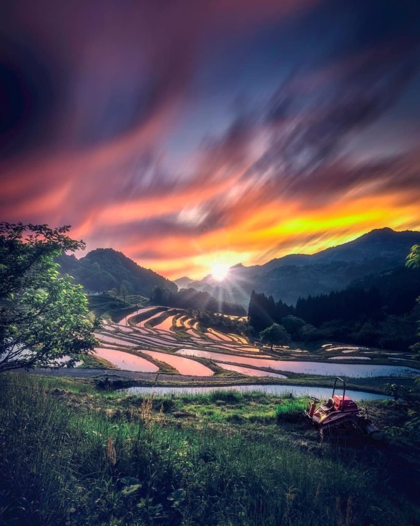 It's not just flowers that are popping up everywhere right now - rice fields acr...