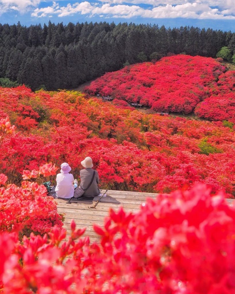 Visit Japan: This carpet of azaleas on Mount Katsuragi in Nara is a total dream!  Thanks to @… This carpet of azaleas on Mount Katsuragi in Nara is a total dream!  Thanks to @...