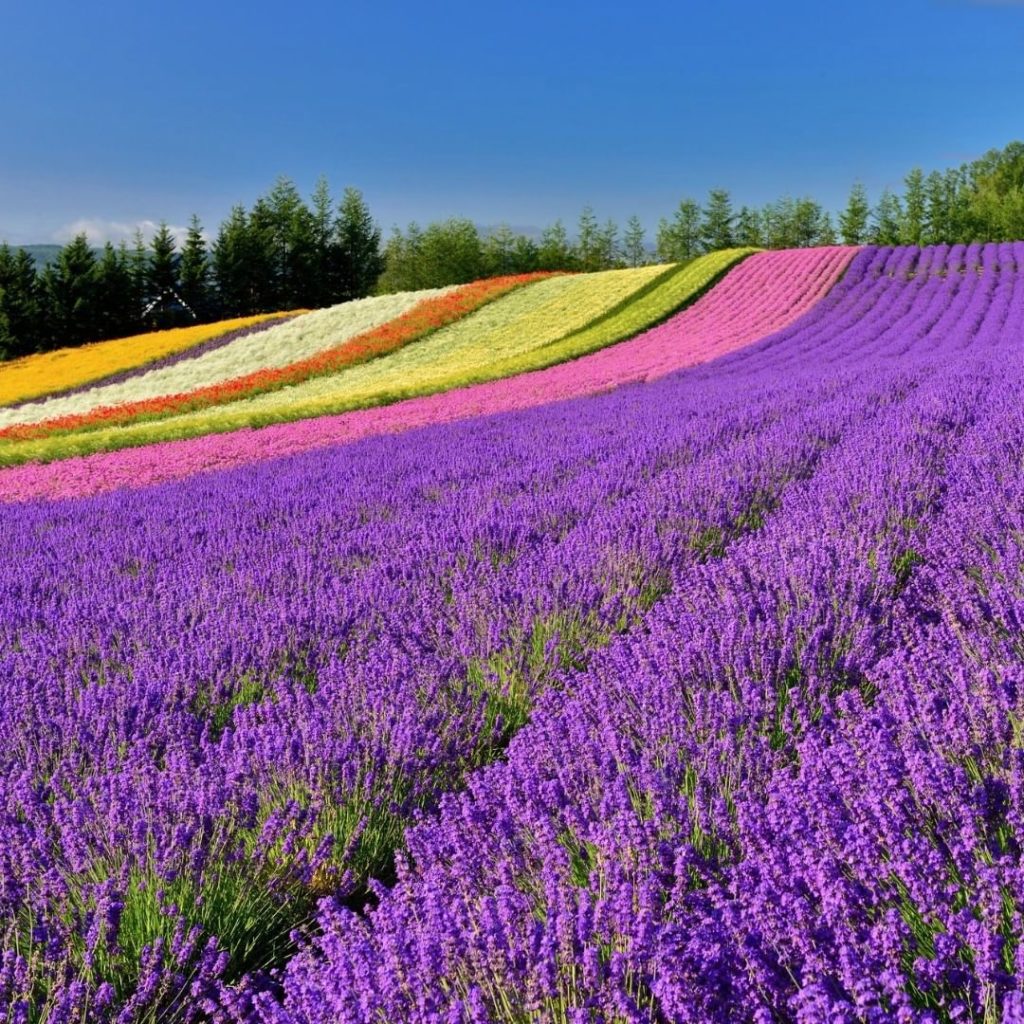 Are you ready for summer? We can't wait for Hokkaido's flower fields to bloom!  ...