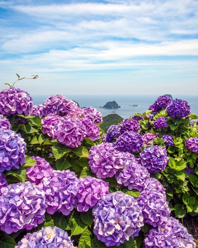 June's here, which means hydrangea season! @fuji_sun__ saw these pretties down o...