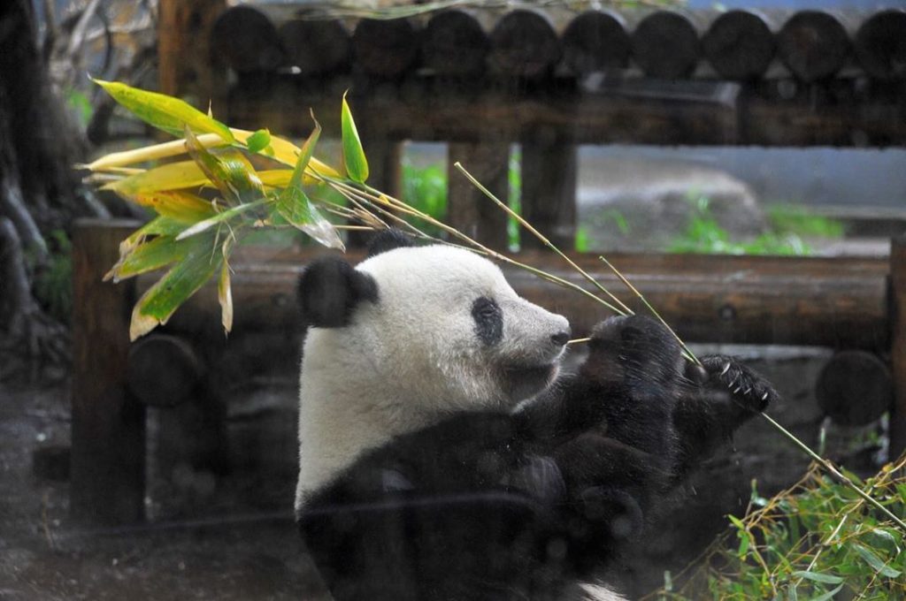 Did you know that Xiang Xiang, a female giant panda cub living in Tokyo’s Ueno Z...