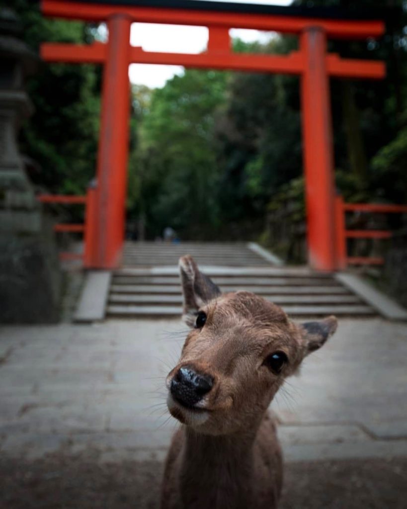 "Okay, head tilt, now smile... perfect!"  The camera certainly loved this cutie ...