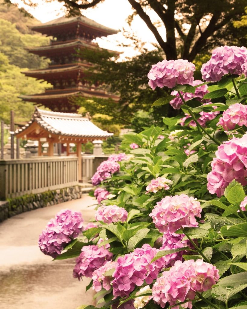 .
Hydrangeas shine around the Hase-dera Temple in Nara during the second half of...