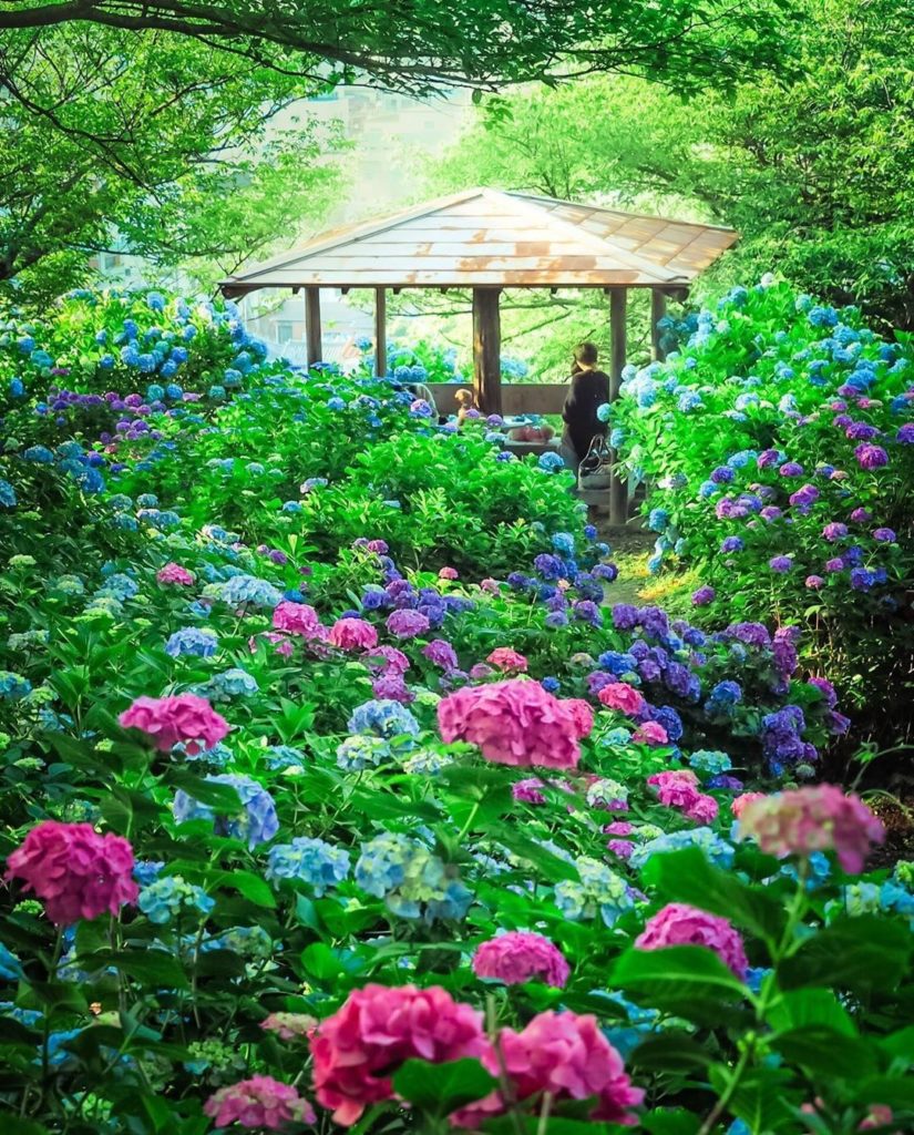 Visit Japan: Hydrangeas for days in Shimoda! In the past few days the hydrangeas have really … Hydrangeas for days in Shimoda! In the past few days the hydrangeas have really ...