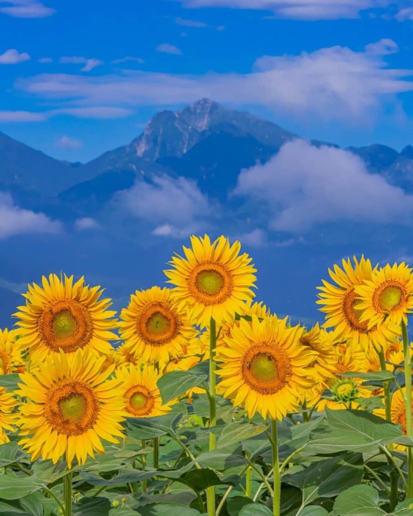 One of the quintessential signs of summer are sunflowers, and @tsumizo has us fe...