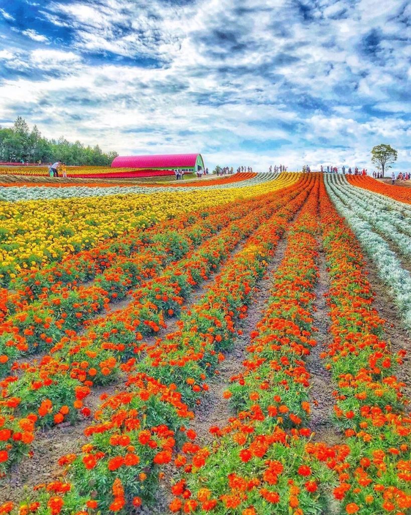 Japan Travel: Rainbow fields in Biei! The @shikisainooka Flower Gardens are meticulously maint… Rainbow fields in Biei! The @shikisainooka Flower Gardens are meticulously maint...