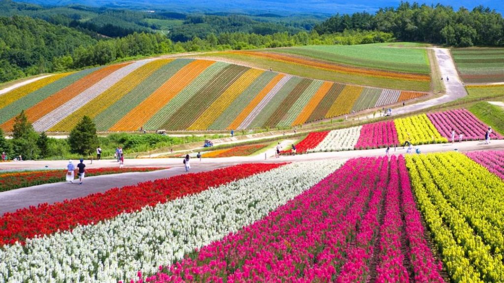 Visit Japan: From late April to late October, the colors of Shikisai no Oka’s flower fields e… From late April to late October, the colors of Shikisai no Oka's flower fields e...
