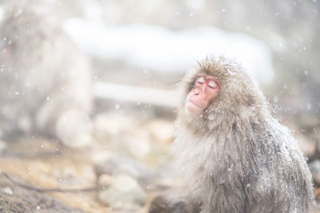 This blissed-out snow monkey is enjoying the hot springs at Jigokudani Snow Monk...