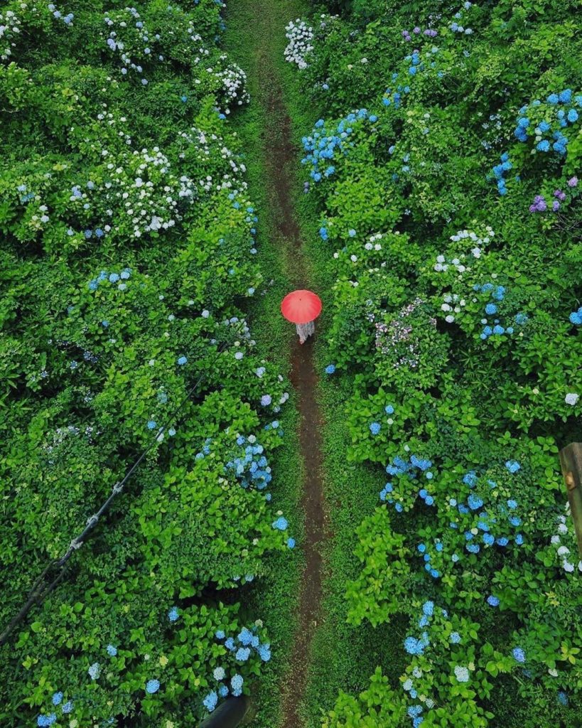 Kurobanejoshi Park in Tochigi Prefecture looks like a hydrangea dream! 
Thanks s...