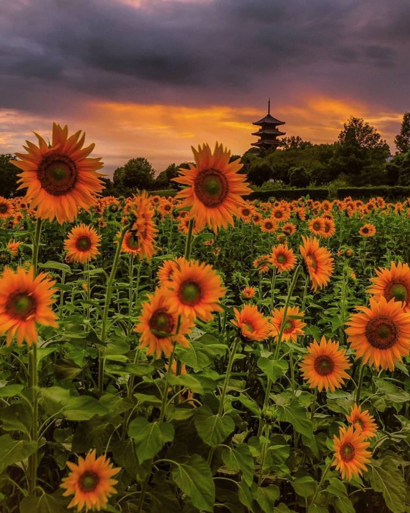 Japan Travel: Fields of sunflowers, moody skies, and pagodas on the horizon – a slice of summe… Fields of sunflowers, moody skies, and pagodas on the horizon - a slice of summe...