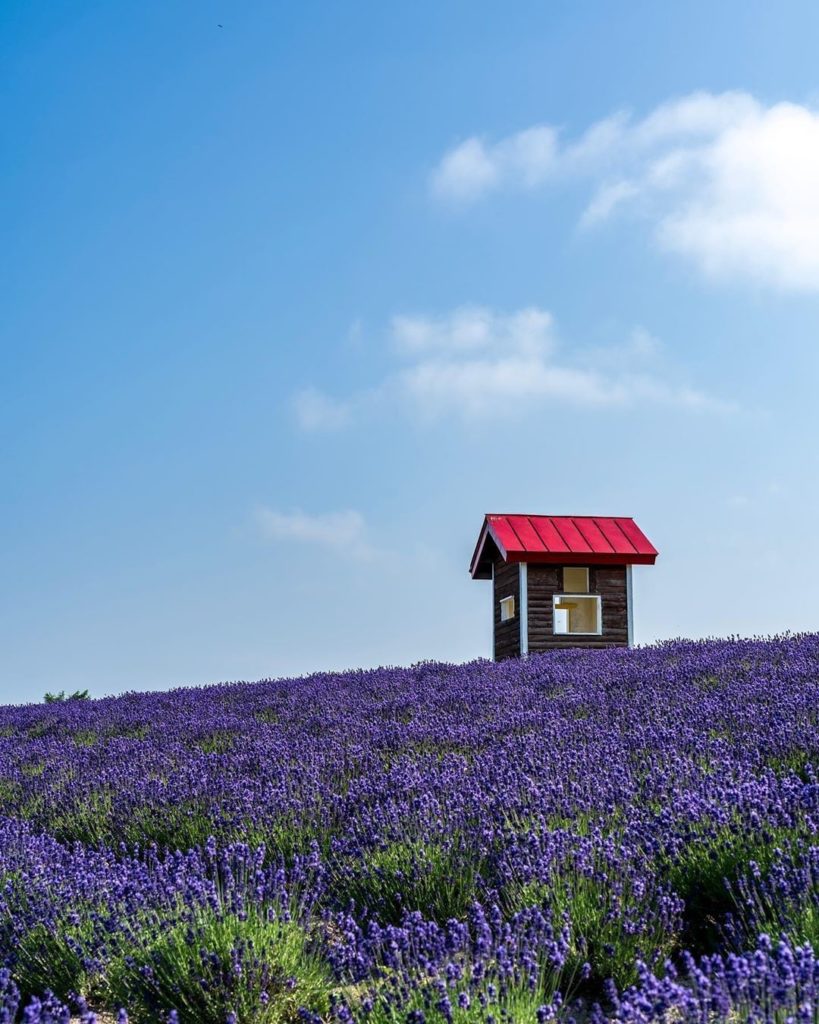 Visit Japan: Photographer @usk.comusk.com caught this dreamy shot of lavender at Hinode Pa… Photographer @usk.com_usk.com_ caught this dreamy shot of lavender at Hinode Pa...