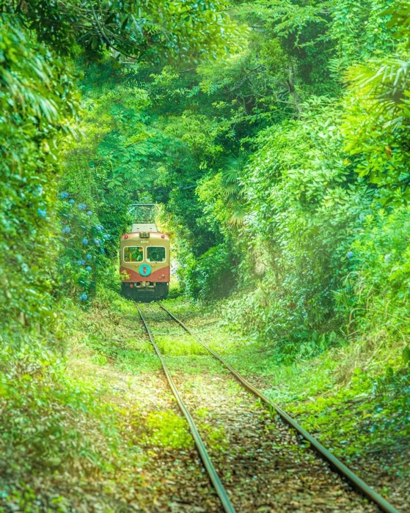 This train and tunnel of greenery in Chiba Prefecture look like something out of...