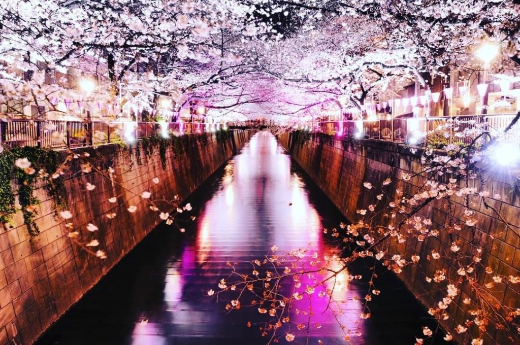 Visit Japan: The Meguro River in Tokyo turns into a tunnel of cherry blossoms during the spri… The Meguro River in Tokyo turns into a tunnel of cherry blossoms during the spri...