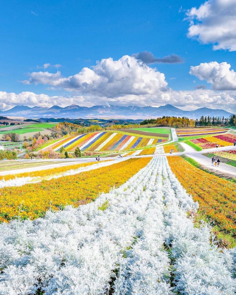 Visit Japan: Summer is here, and in Hokkaido that means one thing: flowers for days!  Thanks … Summer is here, and in Hokkaido that means one thing: flowers for days!  Thanks ...