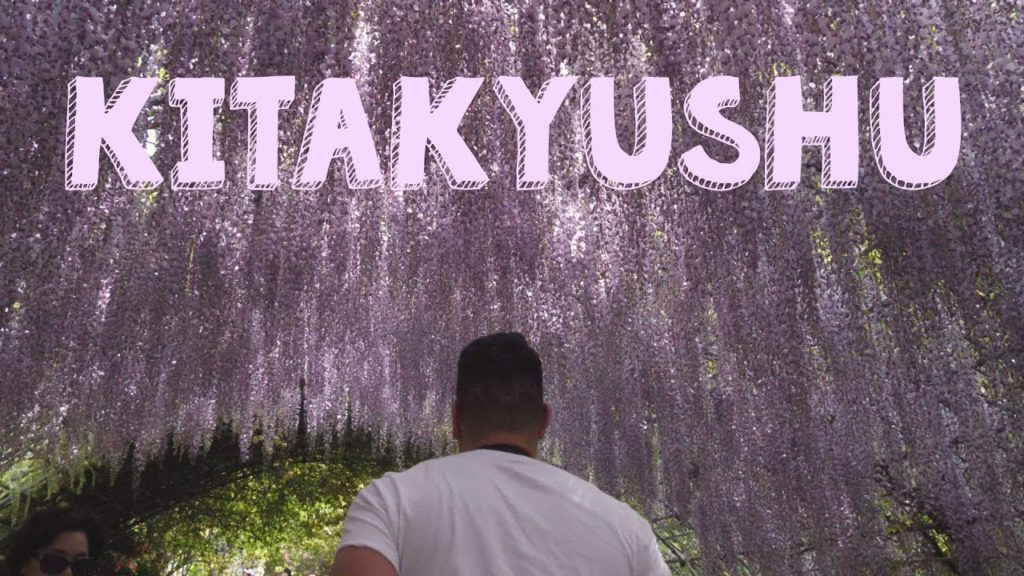 Kawachi Fuji (Wisteria) Garden Tunnel, Kitakyushu (Fukuoka) // 河内藤園(北九州) Kawachi Fuji (Wisteria) Garden Tunnel, Kitakyushu (Fukuoka) // 河内藤園(北九州)