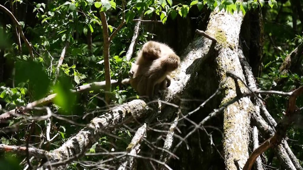 【Nagano】Travel to Matsumoto, Off the Beaten Path in Japan