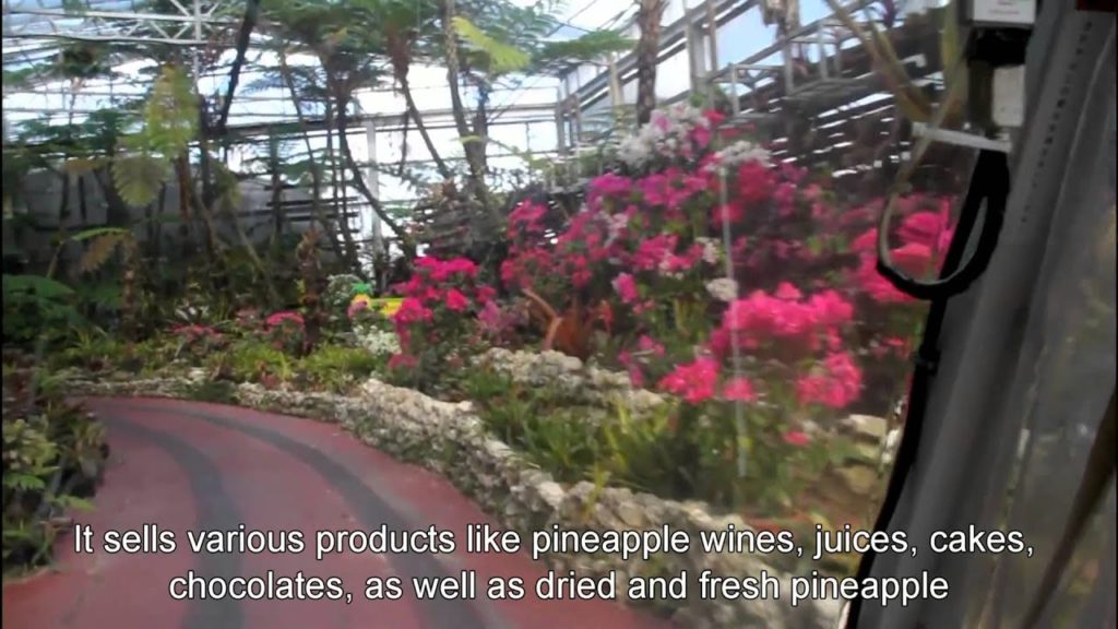 Japan Travel: Nago Pineapple Park  all-you-can-sample pineapple  Okinawa18