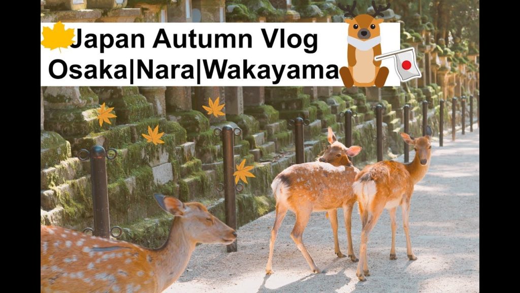 Japan Travel Vlog | Osaka Dotonbori | Nara Deer Park | Wakayama | Autumn日本 大阪 奈良 和歌山 [4k Ultra HD]