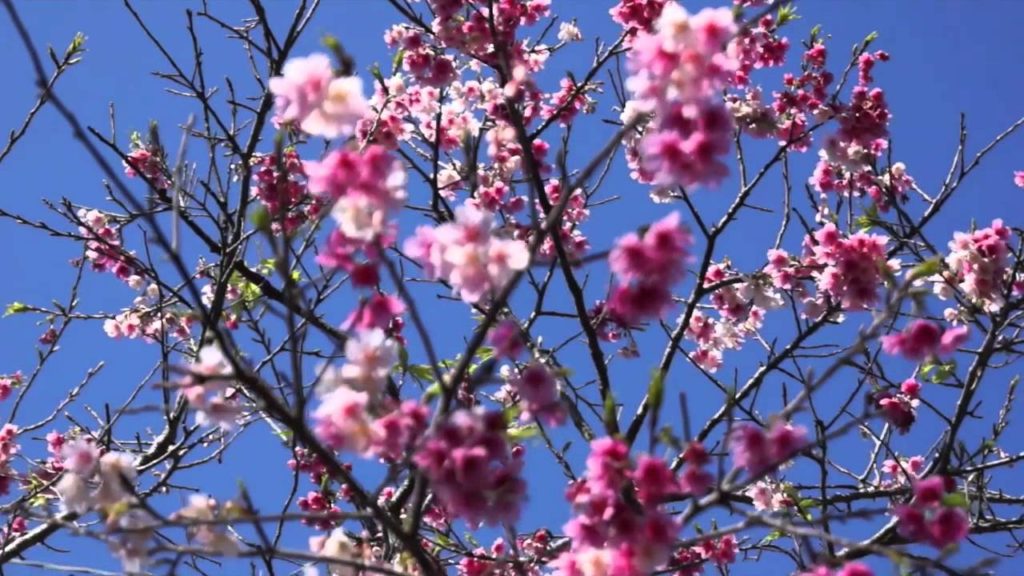 Cherry Blossoms at Nago Central Park - Okinawa