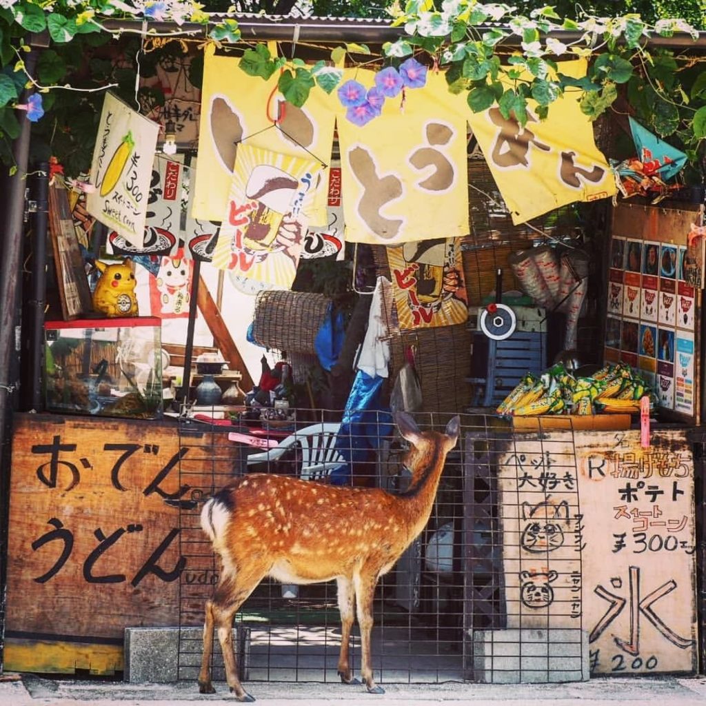 "You guys still open? Just wanna grab a bowl of udon and some kakigori, please!"...