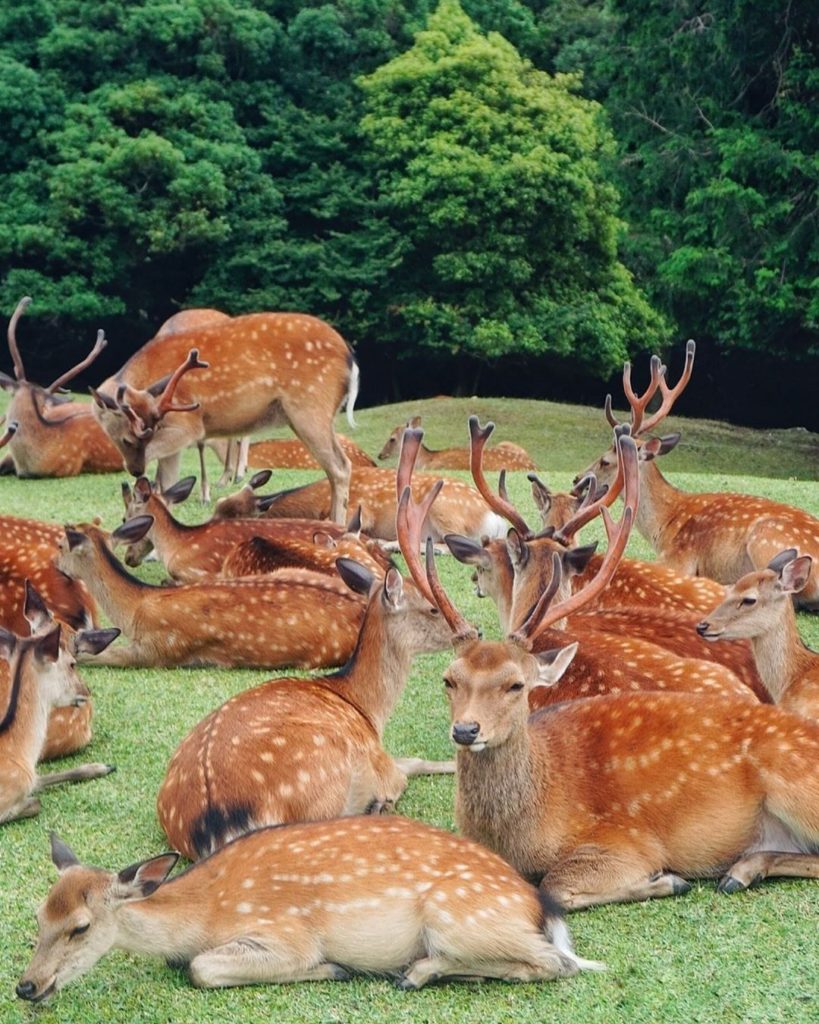 Japan Travel: When you literally want just one nice family photo, and you can’t manage to ge… When you literally want just *one* nice family photo, and you can’t manage to ge...