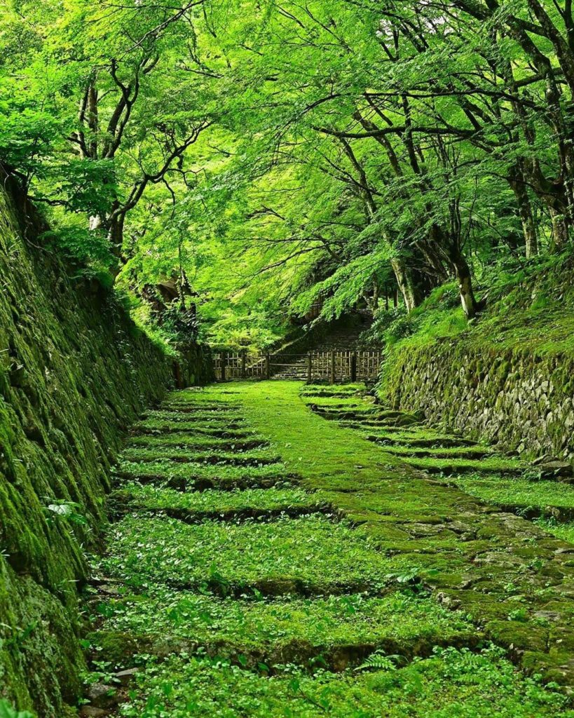 Visit Japan: This view of Hyakusaiji Temple’s mossy stairway makes you want to take a deep br… This view of Hyakusaiji Temple's mossy stairway makes you want to take a deep br...