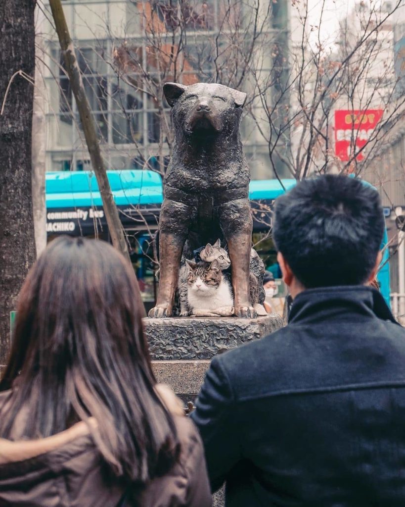 Visit Japan: Have you ever heard of Hachiko? Arguably the world’s most loyal dog, this Akita… Have you ever heard of Hachiko? Arguably the world's most loyal dog, this Akita...