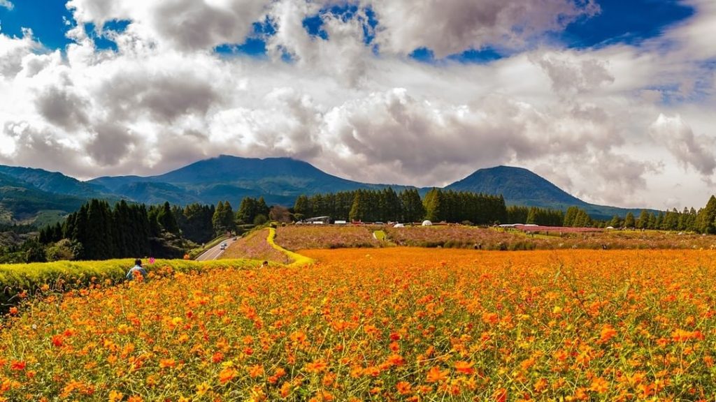 In autumn the Ikoma Plateau in Miyazaki Prefecture is covered with beautiful gol...