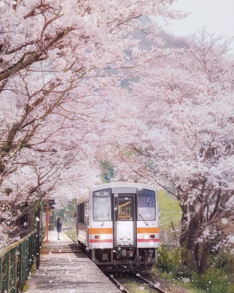 Miura Station in Okayama looks like a cherry blossom fairy tale in spring! Who d...