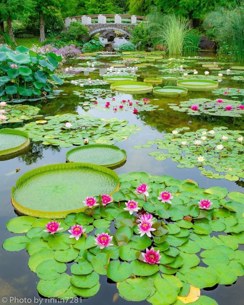 A magical view of waterlilies at Mizunomori Water Botanical Garden in Shiga Pref...