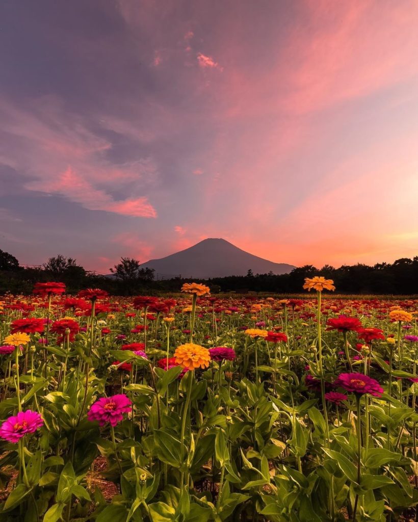Bright zinnias frame Mount Fuji in the distance at Hananomiyako  Flower Park nea...
