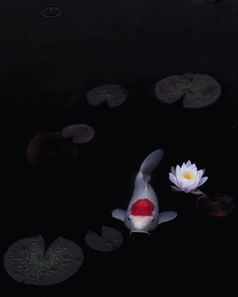 You can find koi gracing ponds all across Japan. These beautiful fish are consid...