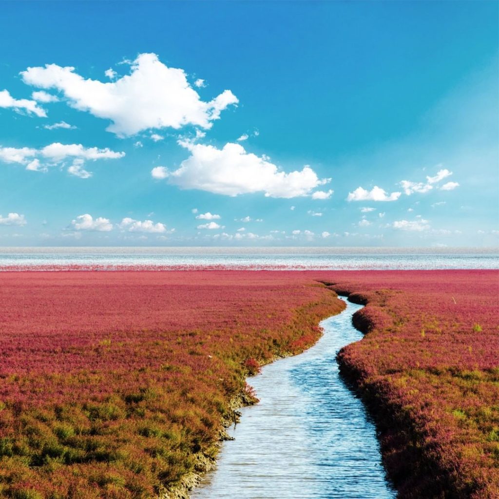Japan Airline: .
The scarlet carpet of the Bohai Sea coast in China, best seen in the middle of… .
The scarlet carpet of the Bohai Sea coast in China, best seen in the middle of...