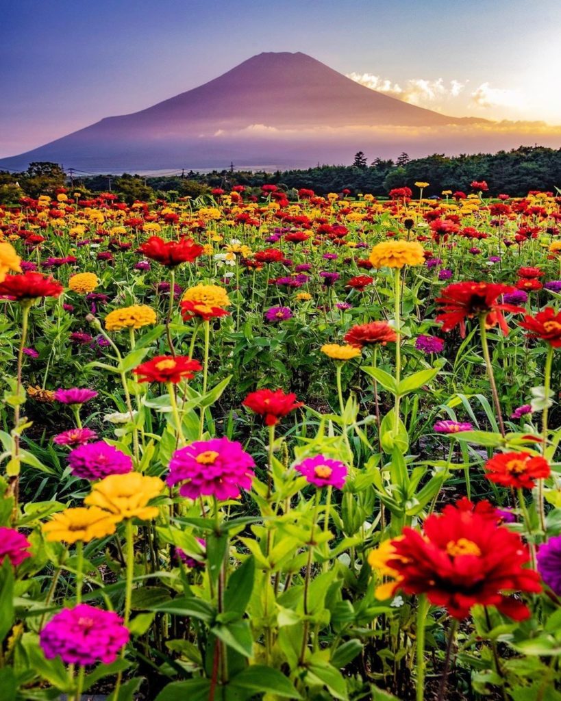 Happiness is a beautiful view of Mt. Fuji and a field full of zinnias! 
: @ttkz_...