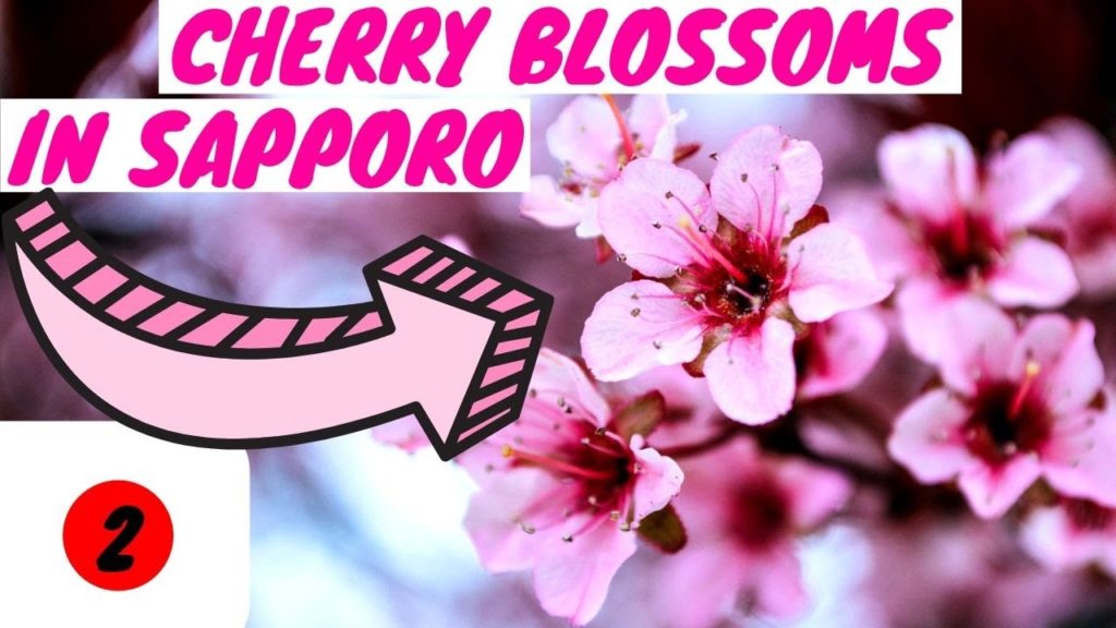WE FOUND CHERRY BLOSSOMS🌸 IN SAPPORO HOKKAIDO /JAPAN TRAVEL VLOG WE FOUND CHERRY BLOSSOMS🌸 IN SAPPORO HOKKAIDO /JAPAN TRAVEL VLOG